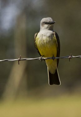 Western kingbird Tyrannus verticalis,western kingbird,kingbird,king,bird,birds,Chordata,Aves,Passeriformes,Passeriforme,passerine,passerines,Tyrannidae,white outer webs,square tail,squared tail,perch,perched,barbed wi