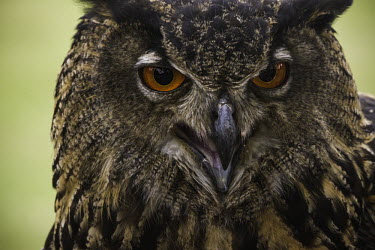 Eagle owl eagle owl,owl,owls,close-up,close up,bird,birds,Aves,Animalia,Chordata,Strigiformes,Strigidae,Bubo,beak,calling,eye,orange eye,detail,feathers,Chordates,True Owls,Owls,Birds,Europe,bubo,Agricultural,R