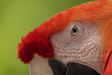 Scarlet macaw macaw,scarlet,Ara,macao,Animalia,Chordata,Aves,Psittaciformes,Psittacidae,parrot,parrots,bird,birds,red,eye,close up,close-up,feathers,detail,skin,texture,green background,looking at camera,Parrots,Ch
