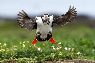 Puffin Returning to Feed its Young in flight,landing,sand eels,predator,prey,parenting,feeding young,comical,flying,bird,birds,aves,funny,Alcidae,Charadriiformes,Ciconiiformes,Herons Ibises Storks and Vultures,Auks, Murres, Puffins,Ave