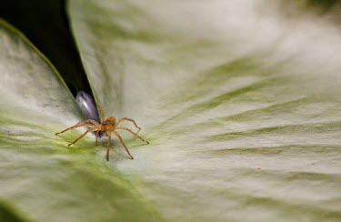Spider Animalia,Arthropoda,Arachnida,Araneae,spider,spiders,leaf,shallow focus,negative space