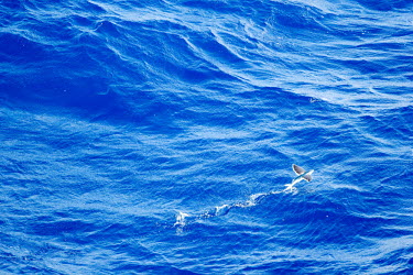 Flying fish flying,fish,ocean,marine,behaviour,movement