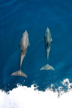Bottlenose dolphins riding a bow wave pair,swimming,sea,marine,bow wave,action,splash,wave,boat,clear sea,blue,dolphins,cetaceans,Mammalia,Mammals,Oceanic Dolphins,Delphinidae,Cetacea,Whales, Dolphins, and Porpoises,Chordates,Chordata,Sou