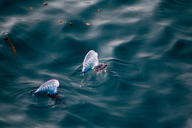 Portuguese man o' war bluebottle,floating terror,marine,cnidarian,venomous,tentacles,painful,sting,floating,sea,pair,water,ripples,siphonophore,colony,zooids,surface,gas-filled bladder,pneumatophore,wind,current,tide,venom