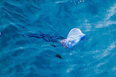 Portuguese man o' war with fish below bluebottle,floating terror,marine,cnidarian,venomous,tentacles,painful,sting,floating,sea,pair,water,ripples,siphonophore,colony,zooids,surface,gas-filled bladder,pneumatophore,wind,current,tide,venom