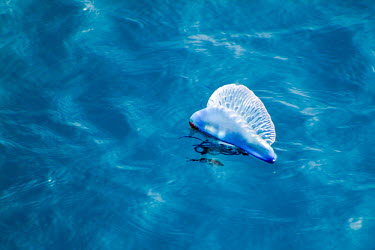 Portuguese man o' war with fish below bluebottle,floating terror,marine,cnidarian,venomous,tentacles,painful,sting,floating,sea,pair,water,ripples,siphonophore,colony,zooids,surface,gas-filled bladder,pneumatophore,wind,current,tide,venom