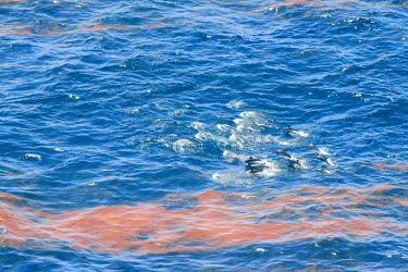 Dolphins swimming through oil slick oil slick,oil,disaster,BP,weathered oil,dolphins,swim,pod,sea,marine,surface,pollution,oil spill,cetaceans,Oceanic Dolphins,Delphinidae,Mammalia,Mammals,Chordates,Chordata,Cetacea,Whales, Dolphins, an