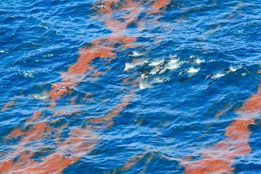 Dolphins swimming through oil slick oil slick,oil,disaster,BP,weathered oil,dolphins,swim,pod,sea,marine,surface,pollution,oil spill,environmental,Oceanic Dolphins,Delphinidae,Mammalia,Mammals,Chordates,Chordata,Cetacea,Whales, Dolphins