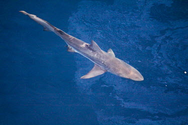 Shark swimming through oil shark,swimming,water,surface,blue,diagonal,oil spill,Texas,sheen,oil,pollution,marine pollution