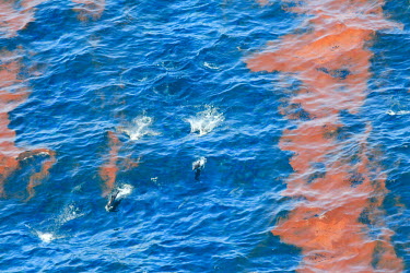 Dolphins swimming through oil slick oil slick,oil,disaster,BP,weathered oil,dolphins,swim,pod,sea,marine,surface,pollution,oil spill,environmental,Oceanic Dolphins,Delphinidae,Mammalia,Mammals,Chordates,Chordata,Cetacea,Whales, Dolphins