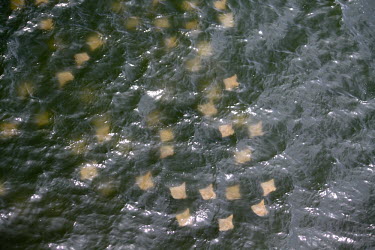 Group of rays swimming at the surface group,swimming,ray,murky,relections,green water,choppy