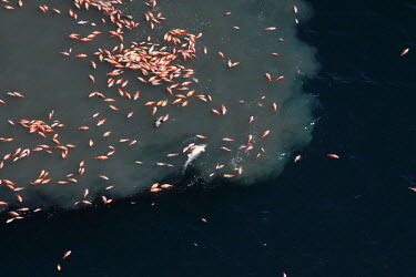 Post blast fish kill. Explosive removal of oil and gas structures offers tragedy in fish populations throughout the Gulf of Mexico. blasting,blast,oil rig,decommissioned,dead fish,killed,snapper,explosion,explosive platform removal,blast fishing,illegal fishing,illegal