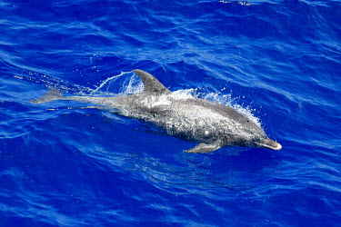 Atlantic spotted dolphin movement,blue water,jumping,swimming,splash,breath,breathe,air,dolphins,cetaceans,Cetacea,Whales, Dolphins, and Porpoises,Chordates,Chordata,Mammalia,Mammals,Oceanic Dolphins,Delphinidae,Appendix II,S