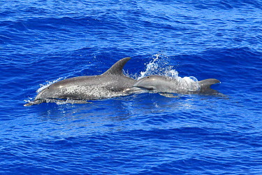 Atlantic spotted dolphins movement,blue water,jumping,swimming,splash,breath,breathe,air,pair,two,mother,calf,young,adult,dolphins,Cetacea,Whales, Dolphins, and Porpoises,Chordates,Chordata,Mammalia,Mammals,Oceanic Dolphins,De