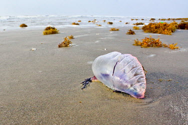 Portuguese man o' war on beach bluebottle,floating terror,marine,cnidarian,venomous,tentacles,painful,sting,sea,pair,siphonophore,colony,zooids,gas-filled bladder,pneumatophore,wind,current,tide,venom,seaweed,beach,coast,washed up,