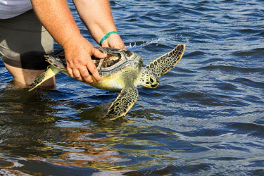 Young turtle being released turtle,being held,young,release,sea,shallows,reintroduction,conservation,turtles,reptile