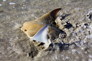 Cownose ray in shallows action,escape,shallows,shore,beach,tide,feeding,coquina,flapping,ray,marine life,out of water,rays,elasmobranchs,Chordates,Chordata,Cartilaginous Fishes,Chondrichthyes,True rays and Skates,Rajiformes,