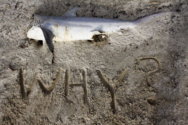 Shark body, jaws removed shark,finning,fin,discarded,soup,trophy hunting,souvenirs,waste,why,washed up,beach,sand,writing,sharks,illegal