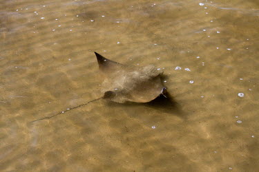 Ray in shallow water camouflage,shallow water,sea,marine,brown,bubbles,ripples,glide,swim,rays,elasmobranchs