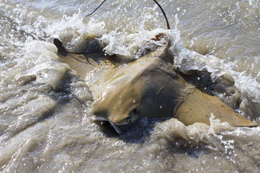 Cownose ray in shallows action,escape,shallows,shore,beach,tide,feeding,coquina,flapping,ray,marine life,out of water,rays,elasmobranchs,Chordates,Chordata,Cartilaginous Fishes,Chondrichthyes,True rays and Skates,Rajiformes,