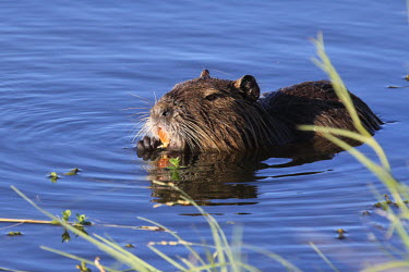 Coypu - non-native species in the United States non-native,introduced,pest,wetlands,water,feeding,adult,whiskers,rat,nutria,river rat,Chordates,Chordata,Rodents,Rodentia,Mammalia,Mammals,Herbivorous,Fresh water,Streams and rivers,Terrestrial,Animal