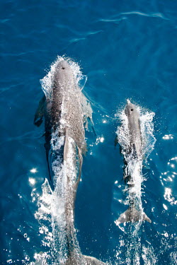 Learning to play: a mother and calf bottlenose dolphin riding a bow wake off San Luis Pass adult,female,young,infant,calf,learning,play,riding,bow wave,ship,splash,blue water,swimming,dolphins,cetaceans,Mammalia,Mammals,Oceanic Dolphins,Delphinidae,Cetacea,Whales, Dolphins, and Porpoises,Ch
