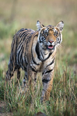 Bengal tiger cub tiger,tigers,Bengal,big cat,big cats,cat,cats,carnivore,carnivores,predators,predator,India,Asia,Panthera,tigris,Panthera tigris,shallow focus,negative space,subspecies,young,cub,Panthera tigris tigri