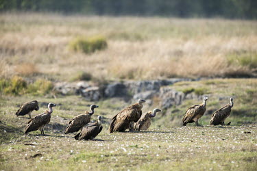 Griffon vulture (Gyps fulvus) (larger in centre) with Indian vultures (Gyps indicus) Eurasian griffon vulture,griffon vulture,vulture,vultures,griffons,griffon,indian vulture,indian vultures,scavenge,scavengers,group,ground,grass,wait,waiting,adult,adults,Critically Endangered,Least C