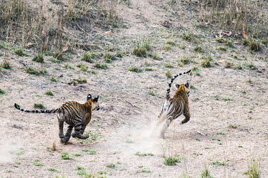 Bengal tiger (Panthera tigris tigris) cubs chasing each other tiger,tigers,tigress,Bengal,big cat,big cats,cat,cats,carnivore,carnivores,predators,predator,India,Asia,Panthera,tigris,Panthera tigris,walking,subspecies,Panthera tigris tigris,cub,cubs,young,chase,