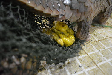 Rescued pangolins defecating corn as they had been fed with corn powder for weight increase Sunda pangolin,Sunda pangolins,pangolin,pangolins,Animalia,Chordata,Mammalia,Pholidota,Manidae,Manis,javanica,Malayan pangolin,pangolin javanais,pangolin malais,pangoln malayo,rescue,rescued,wildlife