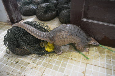 Rescued pangolins defecating corn as they had been fed with corn powder for weight increase Sunda pangolin,Sunda pangolins,pangolin,pangolins,Animalia,Chordata,Mammalia,Pholidota,Manidae,Manis,javanica,Malayan pangolin,pangolin javanais,pangolin malais,pangol�n malayo,rescue,rescued,wildlife