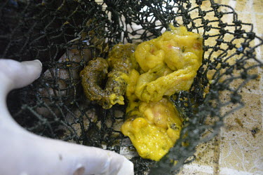 Rescued pangolins defecating corn as they had been fed with corn powder for weight increase Sunda pangolin,Sunda pangolins,pangolin,pangolins,Animalia,Chordata,Mammalia,Pholidota,Manidae,Manis,javanica,Malayan pangolin,pangolin javanais,pangolin malais,pangol�n malayo,rescue,rescued,wildlife