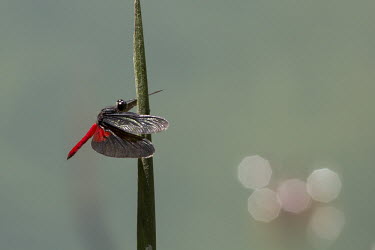 Dragonfly Cerrado,nature,animal,Brazil,dragonfly,dragonflies,fauna,fazenda,goias,insect,itapirapua,red,striking,colour,color,colourful,colorful,shallow focus,negative space,wings,flight,landing,perch,perched,gr