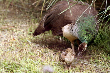 Peahen and chick peahen,chick,adult,young,nature,animal,bird,birds,fauna,zoo,captive,care,Captive,Nature,filhote,fotos campeas,goiania,goias,jpeg,mother,pavao
