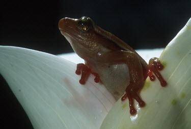 Arum lily reed frog, occupies arum lily flowers to ambush insects. Africa,Amphibians,frogs,Fynbos,endemic,Amphibians fish,Anura,Frogs and Toads,Amphibia,Chordates,Chordata,Hyperoliidae,African Reed Frogs,Aquatic,Streams and rivers,Hyperolius,Animalia,Wetlands,Carnivo