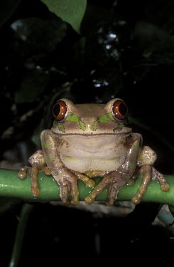 Forest tree frog Africa,Amphibians,frogs,Animalia,Chordata,Amphibia,Anura,Arthroleptidae,pattern,camouflage,Amphibians fish