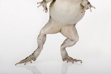 Guttural toad on the move - frontal underside view of legs Africa,Amphibians,toads,studio,white background,movement,leap,jump,Amietophrynus gutturalis,Bufo gutturalis,African common toad,gutteral toad,Animalia,Chordata,Amphibia,Anura,Bufonidae,underneath,text