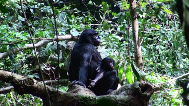 Bonobos Pan paniscus,bonobo,Chordata,Mammalia,mammals,mammal,Primates,primate,Hominidae,hominid,pygmy chimpanzee,lowland,rainforest,habitat,adult,young,ape,apes,great ape,great apes,baby,Chordates,Hominids,Ma