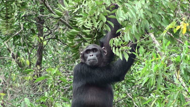 Chimpanzee Pan troglodytes,chimpanzee,Chordata,Mammalia,mammals,mammal,Primates,primate,Hominidae,hominid,forest,habitat,face,leaves,ape,apes,great ape,great apes,chimp,Hominids,Chordates,Mammals,Endangered,Afri