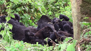 Mountain gorilla family Gorilla beringei beringei,mountain gorilla,Chordata,Mammalia,mammals,mammal,Primates,primate,Hominidae,hominid,ape,apes,great ape,great apes,family,young,adults,adult,juvenile,juveniles,rest,resting,p