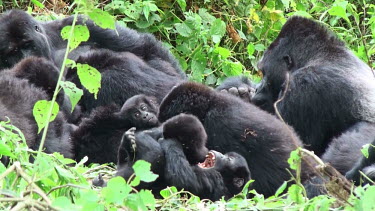 Mountain gorilla family Gorilla beringei beringei,mountain gorilla,Chordata,Mammalia,mammals,mammal,Primates,primate,Hominidae,hominid,ape,apes,great ape,great apes,family,young,adults,adult,juvenile,juveniles,rest,resting,p