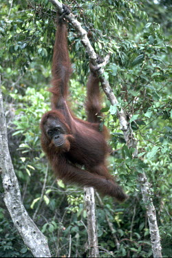 Young male Bornean orangutan Pongo pygmaeus,Bornean orangutan,young,juvenile,male,Chordata,Mammalia,mammals,mammal,Primates,primate,Hominidae,hominid,ape,apes,great ape,great apes,person of the forest,hanging,tree,rainforest,Mamm