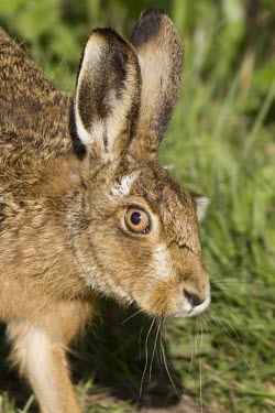 European Hare, close up view of head and face with focus on orange eyes European hare,European brown hare,brown hare,Brown-Hare,Lepus europaeus,hare,hares,mammal,mammals,herbivorous,herbivore,lagomorpha,lagomorph,lagomorphs,leporidae,lepus,declining,threatened,precocial,r