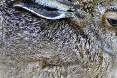 Abstract view of a Brown Hare resting European hare,European brown hare,brown hare,Brown-Hare,Lepus europaeus,hare,hares,mammal,mammals,herbivorous,herbivore,lagomorpha,lagomorph,lagomorphs,leporidae,lepus,declining,threatened,precocial,r