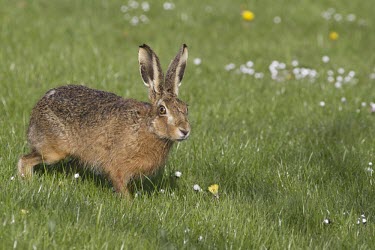 Brown HAre looking forward and alert on sunny field European hare,European brown hare,brown hare,Brown-Hare,Lepus europaeus,hare,hares,mammal,mammals,herbivorous,herbivore,lagomorpha,lagomorph,lagomorphs,leporidae,lepus,declining,threatened,precocial,r