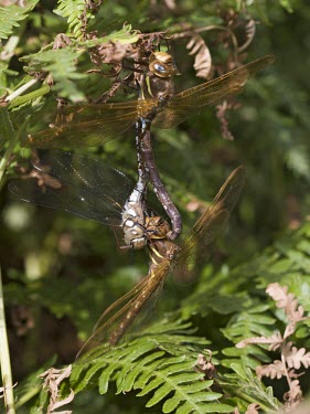 Brown Hawker dragonfly, Aeshna grandis, two adults mating while the female is eating a Migrant Hawker brown hawker,hawker,hawkers,dragonfly,dragonflies,Animalia,animal,animals,Arthropoda,arthropod,arthropods,Insecta,insect,insects,Odonata,Aeshnidae,Aeshna,grandis,Least Concern,adult,adults,unusual,rar