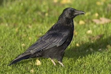 Carrion Crow - Corvus corone , adult standing in short grass Carrion Crow,carrion,crow,crows,bird,birds,Corvus corone,corvus,corone,corvid,clever,intelligent,black,scavenger,sheen,feathers,Carrion-Crow,adult,portrait,Crows, Ravens, Jays,Corvidae,Chordates,Chord