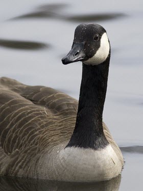 Canada Goose - Branta canadensis, close up of head of adult Canada Goose,canada,goose,geese,bird,birds,honk,Branta canadensis,branta,canadensis,common,park,parks,duck pond,feed,feeding,large,waterfowl,wildfowl,visitor,noisy,noise,Canada-Goose,adult,water,swim,