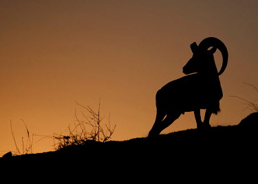 Laristan mouflon Mammalia,sheep,wild sheep,Cetartiodactyla,Bovidae,Ovis,silhouette,sunset,sunsets,shadow,negative space,mammals,horns,large horns,Bison, Cattle, Sheep, Goats, Antelopes,Chordates,Chordata,Mammals,Deser