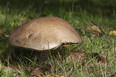 Single large Cep or Penny Bun fungus, Boletus edulis, against grass and leaf litter Cep,penny bun,porcino,porcini,bun,fungus,Boletus,edulis,Basidiomycota,Agaricomycetes,Boletales,Boletaceae,fungi,mushroom,toadstool,brown,rounded,cap,stem,decay,fruit,fruiting,fruiting body,olivaceous